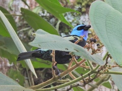 Stilpnia cyanicollis