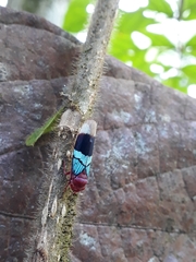 Amblyscarta opulenta