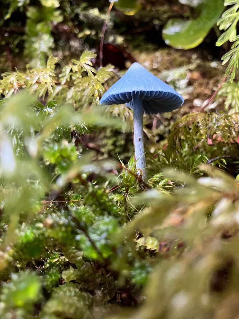 Entoloma hochstetteri · April 2026 · photo: © ltarnold1 (iNaturalist, cc0)