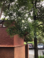 Pseudopanax lessonii