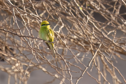 African Green Bee-eater