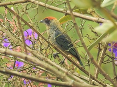 Stilpnia vitriolina