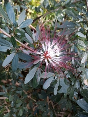 Calliandra angustifolia