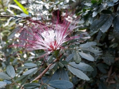 Calliandra angustifolia
