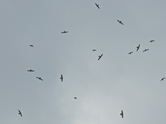 Streptoprocne rutila