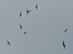 Streptoprocne rutila