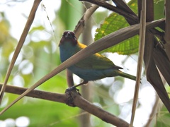 Tangara gyrola