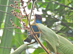Tangara gyrola