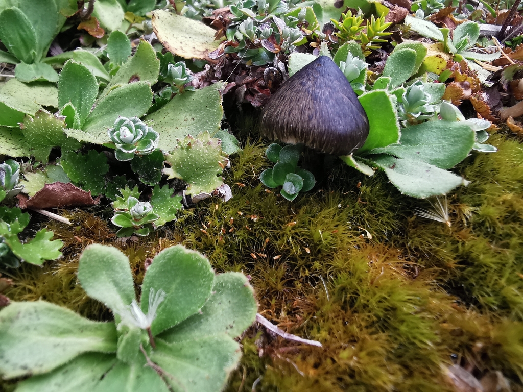 Hygrocybe astatogala · April 2026 · photo: © luisa5719 (iNaturalist, cc-by)