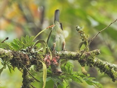 Tangara gyrola