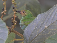 Tangara gyrola