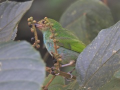 Tangara gyrola