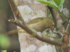 Tiaris olivaceus