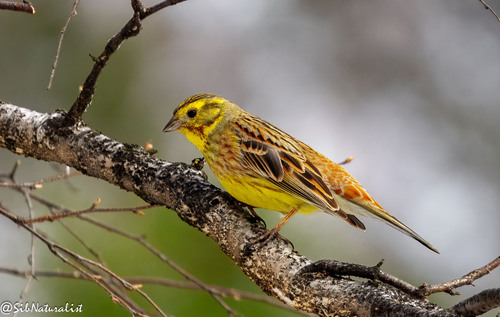 Yellowhammer × Pine Bunting