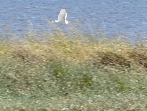 iNaturalist: (c) Nils, some rights reserved (CC BY-NC), uploaded by Nils iNaturalist image