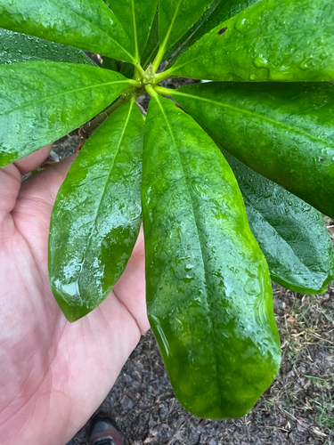 Pontic Rhododendron (Rhododendron ponticum)