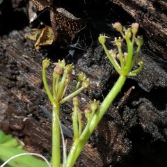 Lilaeopsis carolinensis image