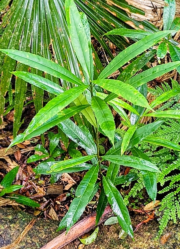 Elaeocarpus kirtonii observed 2026-04-05