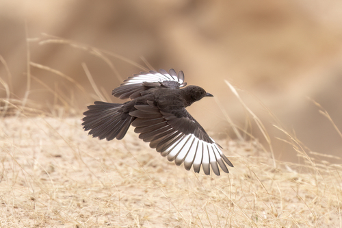 Northern Anteater-Chat