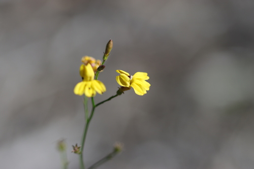 Goodenia paniculata observed 2026-04-01