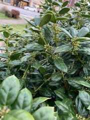 Ilex