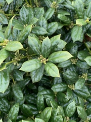 Ilex