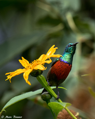 Cinnyris reichenowi reichenowi