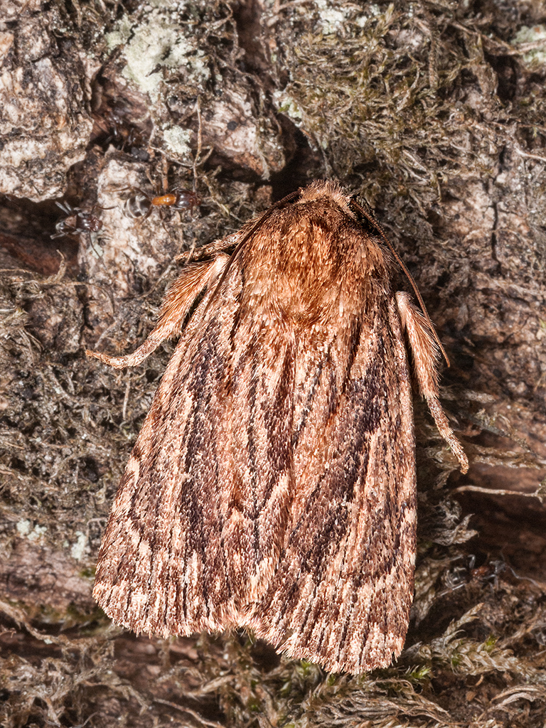 Amphipyra cinnamomea