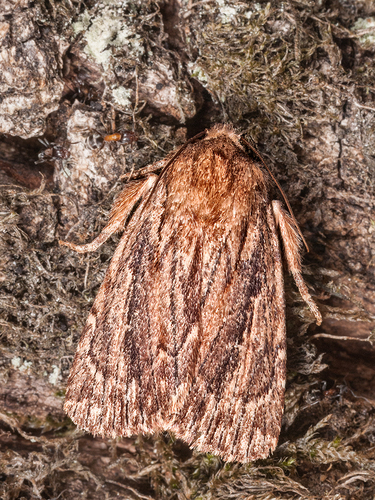 Noctuelle conique (La)