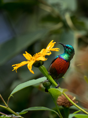 Cinnyris reichenowi reichenowi