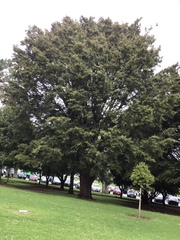 Podocarpus totara