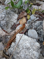 Scolopendra alternans