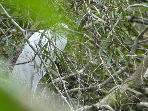 iNaturalist: (c) Sylvia Felicity Ann Haworth, some rights reserved (CC BY-NC), uploaded by Sylvia Felicity Ann Haworth iNaturalist image