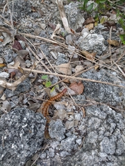 Scolopendra alternans