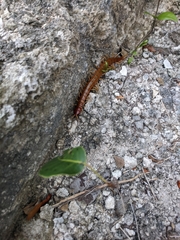 Scolopendra alternans