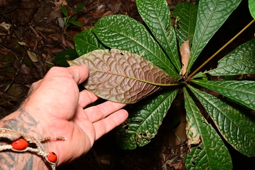 Terminalia nitens iNat (2)