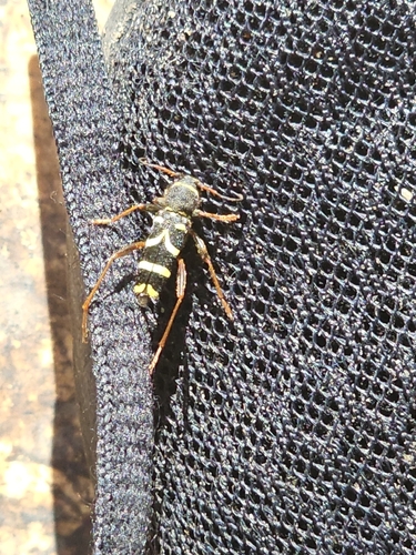 Echter Widderbock