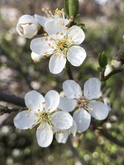 Prunus