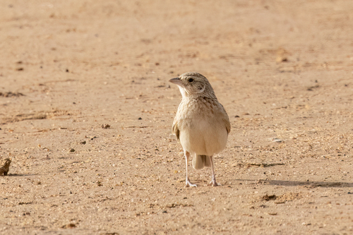 Singing Bushlark