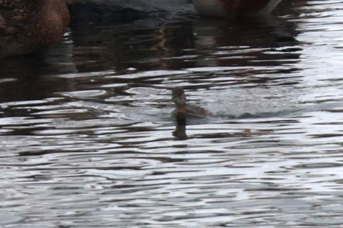 iNaturalist: (c) Martin Grimm, some rights reserved (CC BY-NC), uploaded by Martin Grimm iNaturalist image