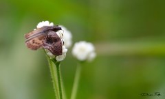 Theagenes dichrous