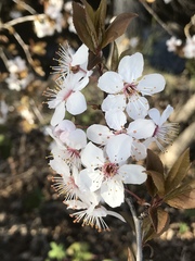 Prunus