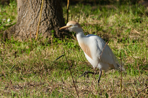 iNaturalist: (c) jip30, some rights reserved (CC BY-NC), uploaded by jip30 iNaturalist image