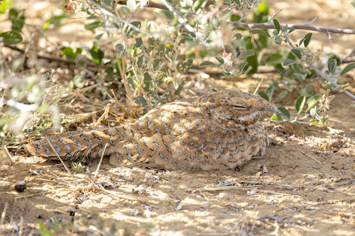 Golden Nightjar