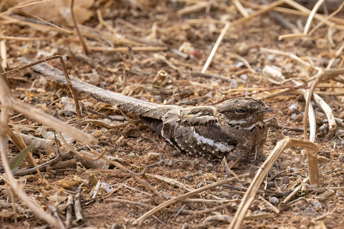 Long-tailed Nightjar