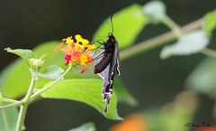 Parides bunichus
