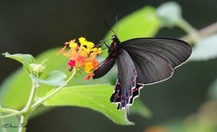 Parides bunichus