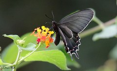 Parides bunichus