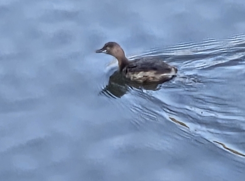 iNaturalist: (c) Pedro Beja, some rights reserved (CC BY-NC), uploaded by Pedro Beja iNaturalist image