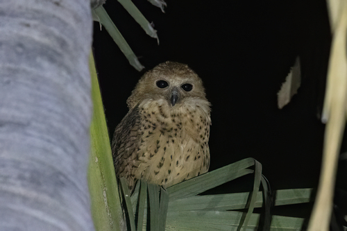 iNaturalist: (c) Niall Perrins, some rights reserved (CC BY-NC), uploaded by Niall Perrins iNaturalist image